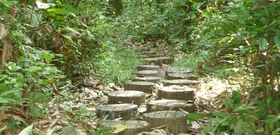 chemin_rondin_guyane_contact