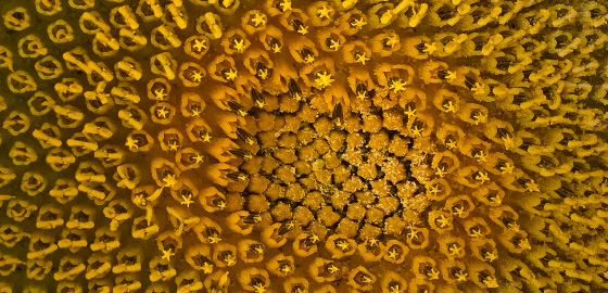 coeur_tournesol_contact