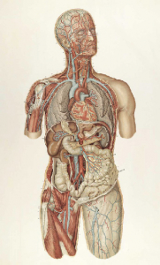 planche_anatomie